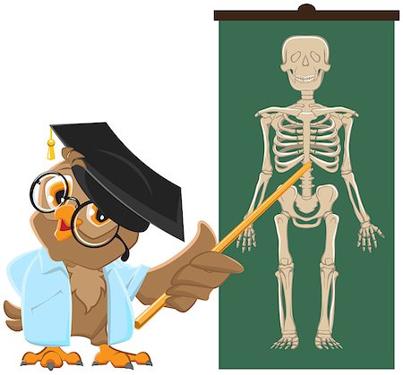 Owl teacher. Anatomy Lesson, the study of the human skeleton. Vector cartoon illustration Photographie de stock - Aubaine LD & Abonnement, Code: 400-07729260