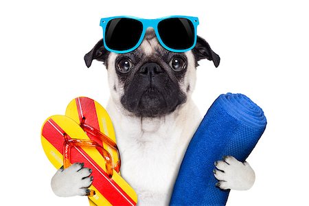 simsearch:400-07576471,k - pug dog on summer vacation with flip flops and a big blue towel wearing fancy blue sunglasses Stockbilder - Microstock & Abonnement, Bildnummer: 400-07729330