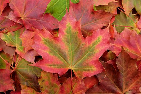 simsearch:851-02963821,k - Large red and green maple leaf on an abstract background of colorful fall foliage Foto de stock - Royalty-Free Super Valor e Assinatura, Número: 400-07729393