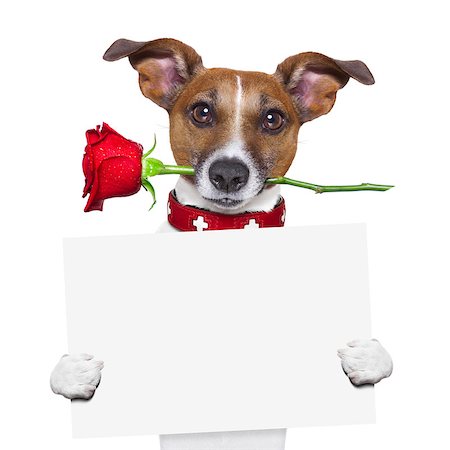 simsearch:400-08155906,k - valentines dog with a red rose in mouth , isolated on white background,holding a blackboard , banner or placard Stock Photo - Budget Royalty-Free & Subscription, Code: 400-07729546