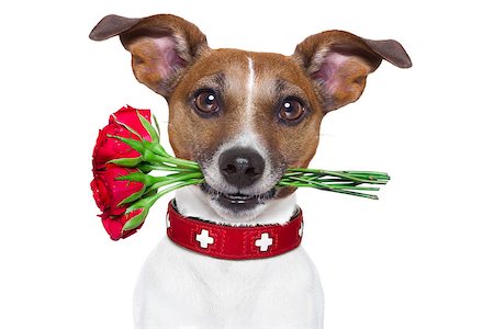 valentines dog with red roses in mouth , isolated on white background Stock Photo - Budget Royalty-Free & Subscription, Code: 400-07729547