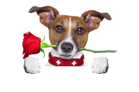 simsearch:400-08155906,k - valentines dog with a red rose in mouth , isolated on white background, behind a white and blank banner or placard Stock Photo - Budget Royalty-Free & Subscription, Code: 400-07729549