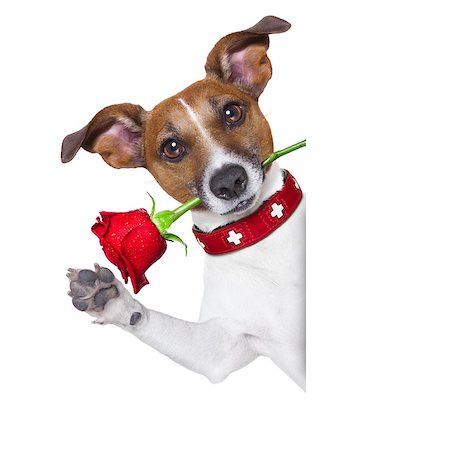 simsearch:400-08155906,k - valentines dog with a red rose in mouth , isolated on white background, beside a white banner or placard Stock Photo - Budget Royalty-Free & Subscription, Code: 400-07729555