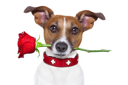 simsearch:400-08155906,k - valentines dog with a red rose in mouth , isolated on white background Stock Photo - Budget Royalty-Free & Subscription, Code: 400-07729550