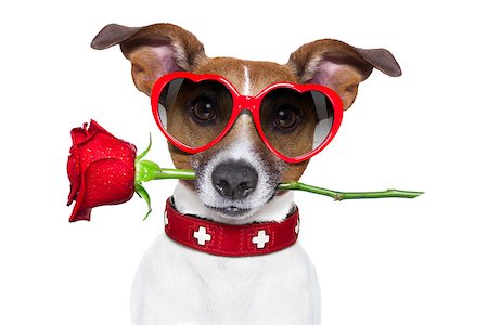 simsearch:400-08155906,k - valentines dog with a red rose in mouth , isolated on white background, wearing heart shaped red sunglasses Stock Photo - Budget Royalty-Free & Subscription, Code: 400-07729551