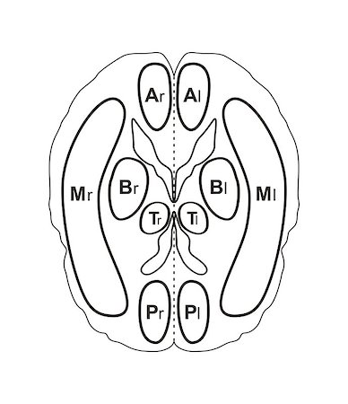 simsearch:600-06808793,k - Human brain vector illustration isolated on white background Photographie de stock - Aubaine LD & Abonnement, Code: 400-07729657