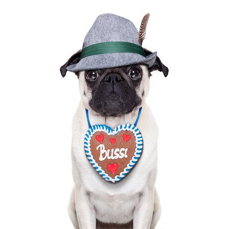 simsearch:400-08163219,k - Pug dog dressed up as bavarian with gingerbread as collar Photographie de stock - Aubaine LD & Abonnement, Code: 400-07720187