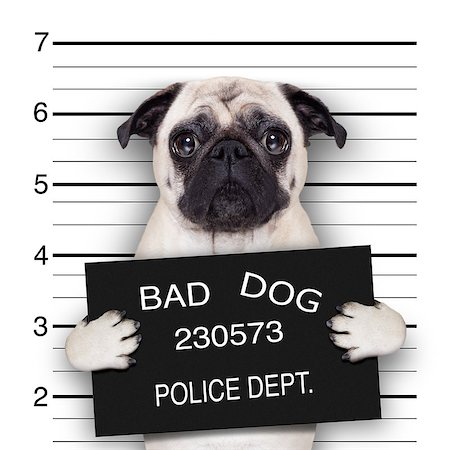 damedeeso (artist) - funny cute pug holding a placard while a mugshot is taken Fotografie stock - Microstock e Abbonamento, Codice: 400-07720189