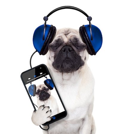 pug dog listening to music from smartphone or player, eyes closed Stock Photo - Budget Royalty-Free & Subscription, Code: 400-07720195