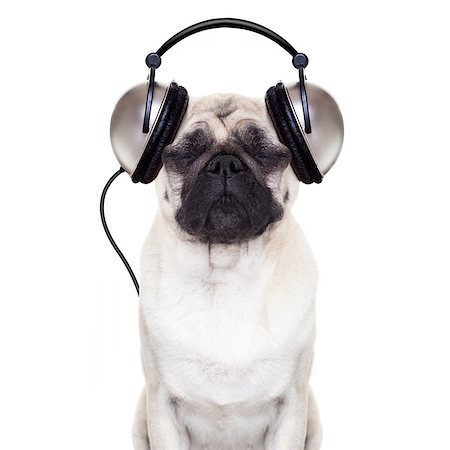 pug dog listening to music with  eyes closed Stock Photo - Budget Royalty-Free & Subscription, Code: 400-07720196