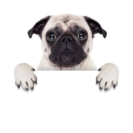 simsearch:640-01350776,k - pug dog behind blank white banner or placard Foto de stock - Super Valor sin royalties y Suscripción, Código: 400-07720191