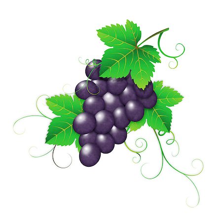 Fresh dark grape with green leaves on white background. Fotografie stock - Microstock e Abbonamento, Codice: 400-07720397