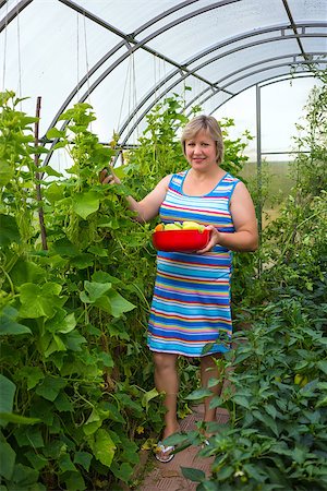 Middle-aged woman picking harvests in the greenhouse Stock Photo - Budget Royalty-Free & Subscription, Code: 400-07720495