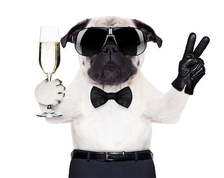 funny jack russell christmas pictures - pug with a  champagne glass and victory or peace fingers toasting for new year Stock Photo - Budget Royalty-Free & Subscription, Code: 400-07720608