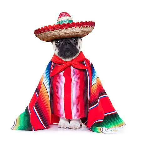 dog pug - mexican dog with sombrero and a big poncho Stock Photo - Budget Royalty-Free & Subscription, Code: 400-07720617