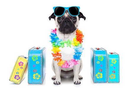 pug dog looking so cool with fancy sunglasses  and lots of bags Stock Photo - Budget Royalty-Free & Subscription, Code: 400-07720624