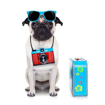 simsearch:400-07728896,k - pug dog looking so cool with fancy sunglasses  and photo camera Stock Photo - Budget Royalty-Free & Subscription, Code: 400-07720623