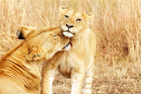 simsearch:400-04709025,k - A lion cub (Panthera leo) with its mother on the Masai Mara National Reserve safari in southwestern Kenya. Photographie de stock - Aubaine LD & Abonnement, Code: 400-07745606