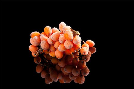 Seabuckthorn twig with frost on berries with reflection isolated on black background. Alternative medicine, natural antioxidant. Stock Photo - Budget Royalty-Free & Subscription, Code: 400-07745985