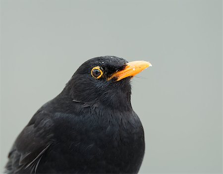 Adult male Blackbird covered in crumbs Stock Photo - Budget Royalty-Free & Subscription, Code: 400-07746178