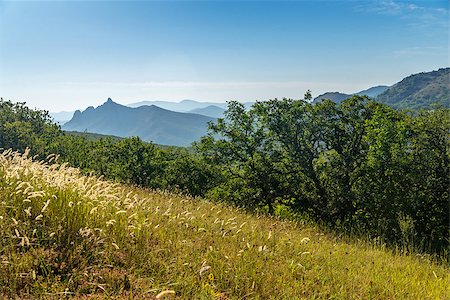 summer forest glade in the Crimean mountains Stockbilder - Microstock & Abonnement, Bildnummer: 400-07746709