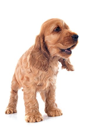 simsearch:400-06874938,k - portrait of a  purebred puppy english cocker in a studio Stock Photo - Budget Royalty-Free & Subscription, Code: 400-07746907