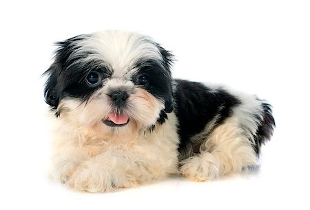 shiatsu - puppy shitzu in front of white background Stockbilder - Microstock & Abonnement, Bildnummer: 400-07746918