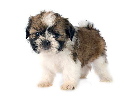 shiatsu - puppy shitzu in front of white background Stockbilder - Microstock & Abonnement, Bildnummer: 400-07746919