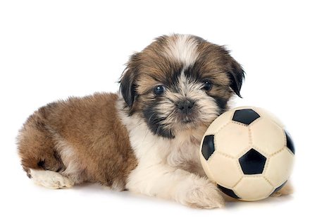 shiatsu - puppy shitzu in front of white background Stockbilder - Microstock & Abonnement, Bildnummer: 400-07746920