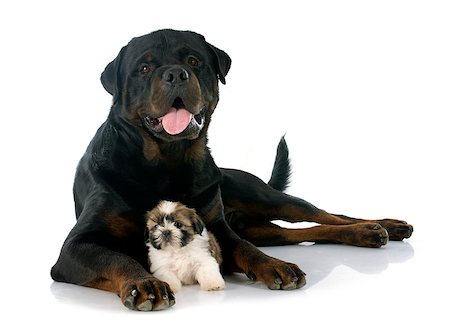 shiatsu - puppy shitzu and rottweiler in front of white background Stockbilder - Microstock & Abonnement, Bildnummer: 400-07746921