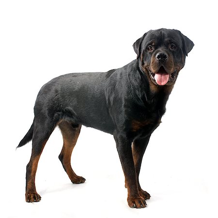 perro guardián - purebred rottweiler in front of white background Foto de stock - Super Valor sin royalties y Suscripción, Código: 400-07746932