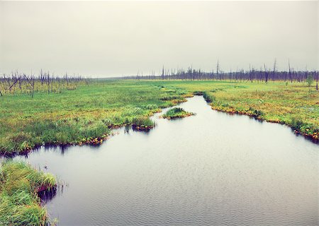 simsearch:400-04835760,k - River in the dead forest. Russia Foto de stock - Super Valor sin royalties y Suscripción, Código: 400-07746940