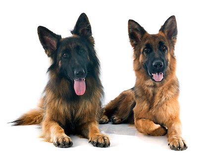 two german shepherds in front of white background Foto de stock - Super Valor sin royalties y Suscripción, Código: 400-07746956
