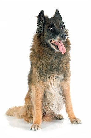 sheep dog - old belgian shepherd in front of white background Photographie de stock - Aubaine LD & Abonnement, Code: 400-07746968