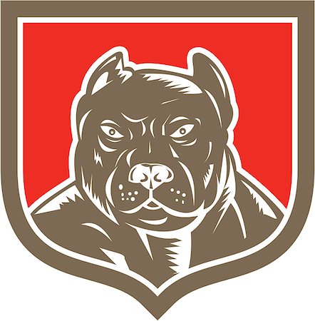 simsearch:400-08627495,k - Illustration of a pitbull dog head facing front set inside shield crest on isolated background done in retro woodcut style. Stock Photo - Budget Royalty-Free & Subscription, Code: 400-07747644