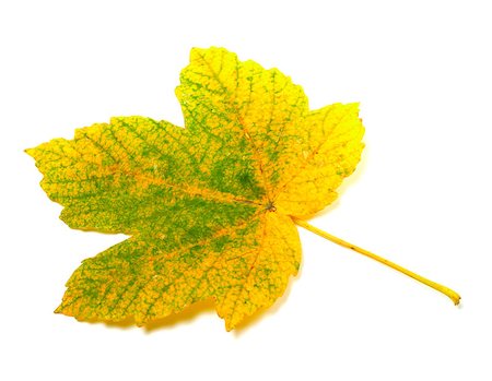 simsearch:851-02963822,k - Autumn leaf isolated on white background Stockbilder - Microstock & Abonnement, Bildnummer: 400-07747773