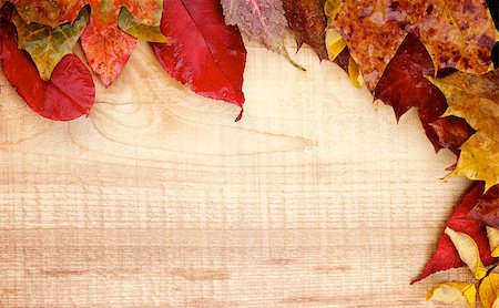 simsearch:851-02963822,k - Border of Wet Yellowed Autumn Leafs closeup on Rustic Wooden background Stockbilder - Microstock & Abonnement, Bildnummer: 400-07747853