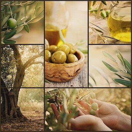 simsearch:400-05666507,k - Nature series. Collage of olive orchard in harvest. Ripe olives, olive oil and olive harvest Stock Photo - Budget Royalty-Free & Subscription, Code: 400-07748342