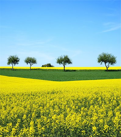 studio023 (artist) - field of oilseed rape, spring yellow with blue sky Stockbilder - Microstock & Abonnement, Bildnummer: 400-07748517
