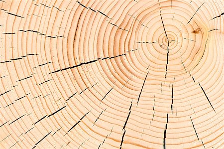 simsearch:400-05133815,k - background macro shot cut down a tree with cracks Stockbilder - Microstock & Abonnement, Bildnummer: 400-07749129