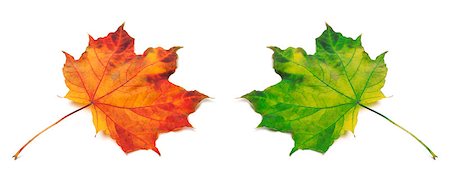 simsearch:400-05348075,k - Orange and green autumn maple-leafs. Isolated on white background Photographie de stock - Aubaine LD & Abonnement, Code: 400-07749722