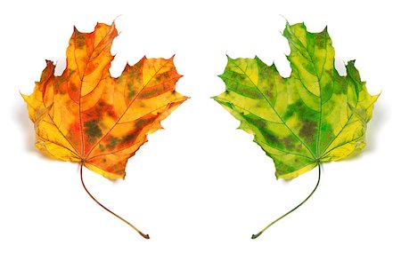 simsearch:400-05348075,k - Yellowed autumn maple-leafs isolated on white background. Photographie de stock - Aubaine LD & Abonnement, Code: 400-07749723