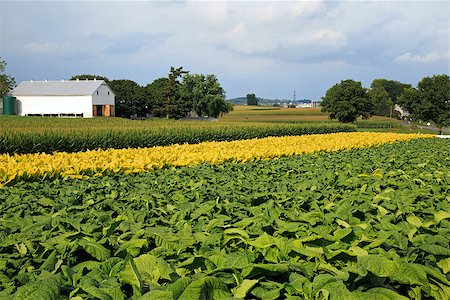 Green tobacco,yellow tobacco and corn ready for harvest on a Lancaster County, Pennsylvania farm. Stock Photo - Budget Royalty-Free & Subscription, Code: 400-07749768