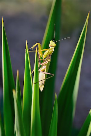 green mantis on the plant looking at you Stock Photo - Budget Royalty-Free & Subscription, Code: 400-07749797