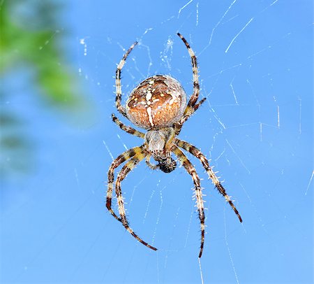 simsearch:640-02770439,k - Closeup macro detail of a spiderAraneus diadematus in garden. Foto de stock - Super Valor sin royalties y Suscripción, Código: 400-07749843