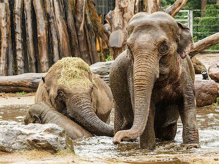 Two adult elephants and one infant playing in a pool of water at the zoo. Stock Photo - Budget Royalty-Free & Subscription, Code: 400-07749879