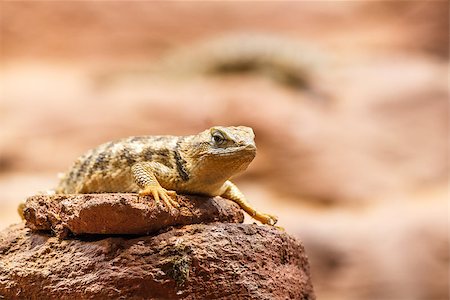 simsearch:400-04348871,k - Small wild lizard sitting on a rock in the sandy desert. Photographie de stock - Aubaine LD & Abonnement, Code: 400-07749881