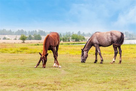 simsearch:400-05165234,k - Two horses graze in a field Photographie de stock - Aubaine LD & Abonnement, Code: 400-07749937