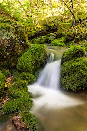 Close up of a small forest stream near Third Vault Falls (Fundy National Park, New Brunswick, Canada) Stock Photo - Budget Royalty-Free & Subscription, Code: 400-07754131