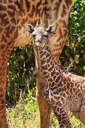 simsearch:400-06859317,k - Newborn giraffe (Giraffa camelopardalis) with its mother in the background on the Maasai Mara National Reserve safari in southwestern Kenya. Stockbilder - Microstock & Abonnement, Bildnummer: 400-07754140